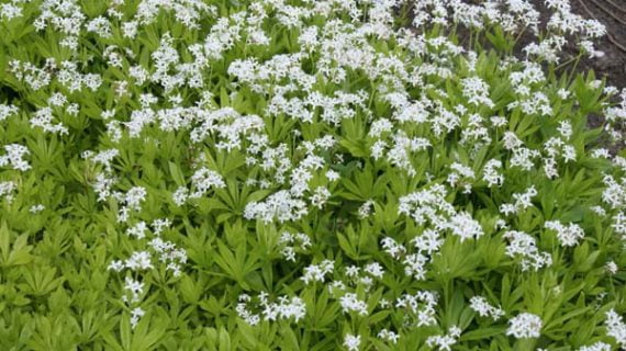 Asperula odorata
