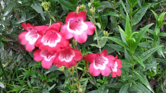 Penstemon