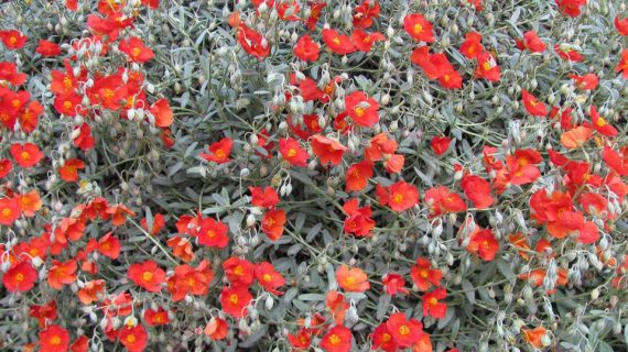 Rosa de las Rocas