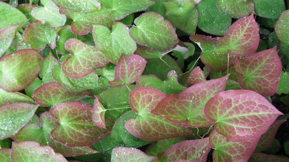 Epimedium