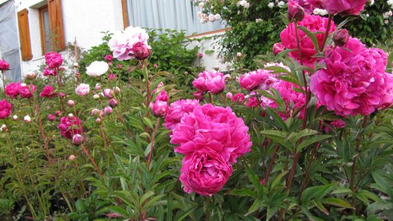 Peonia