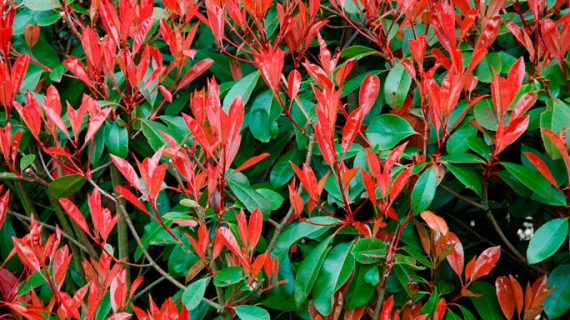 Photinia