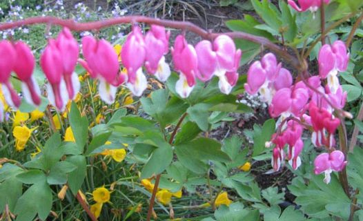 Corazón de María (Dicentra)
