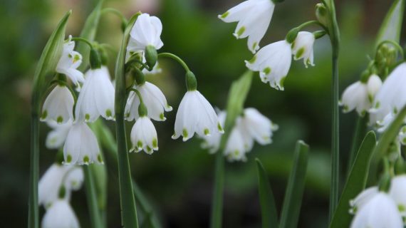 Leucojum aestivum