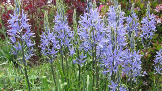 Camassia Cusickii
