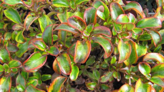 Coprosma