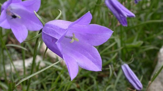 Campanula