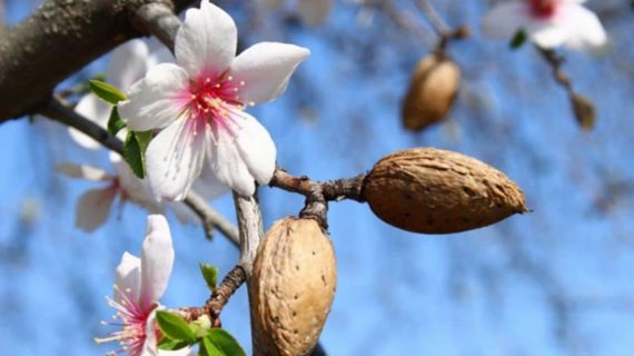 Almendro