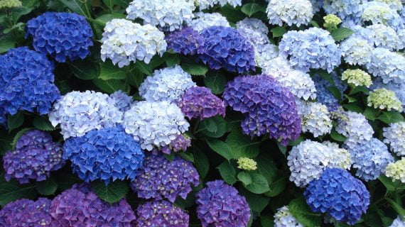 Hortensia Jip Blue