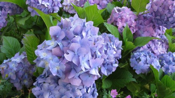 Hortensia Early Blue