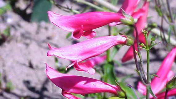 Penstemon barbatus